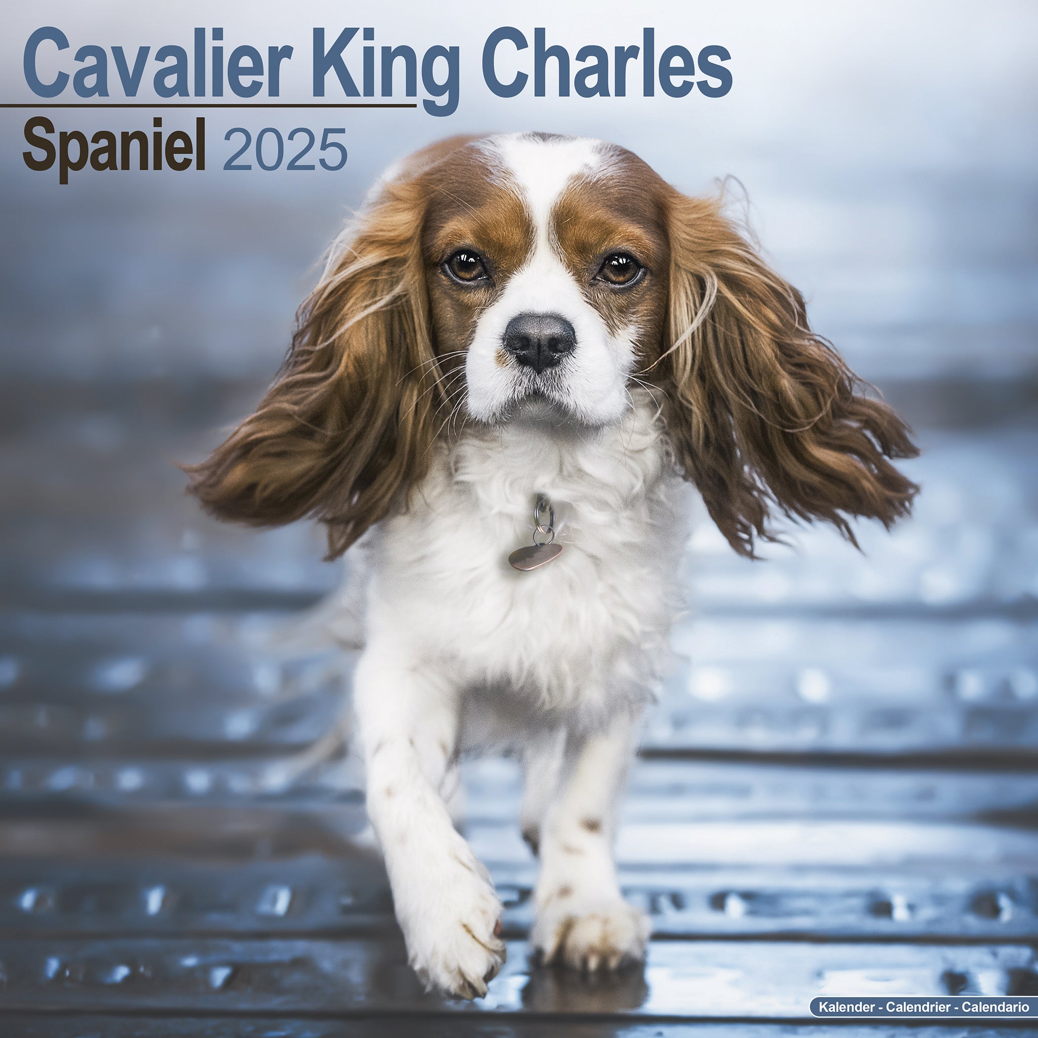 Cavalier King Charles Spaniel Calendar 2025 Avonside Publishing Ltd