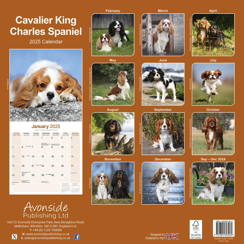 Cavalier King Charles Spaniel Calendar 2025 Avonside Publishing Ltd