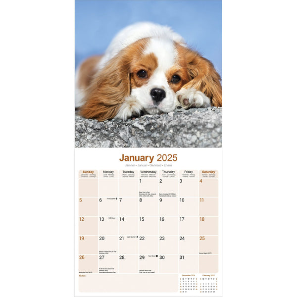 Cavalier King Charles Spaniel Calendar 2025