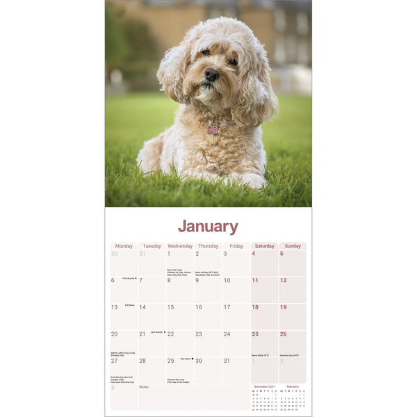 Cavapoo Calendar 2025