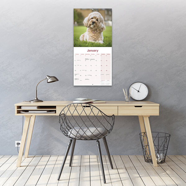 Cavapoo Calendar 2025