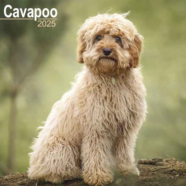 Cavapoo Calendar 2025