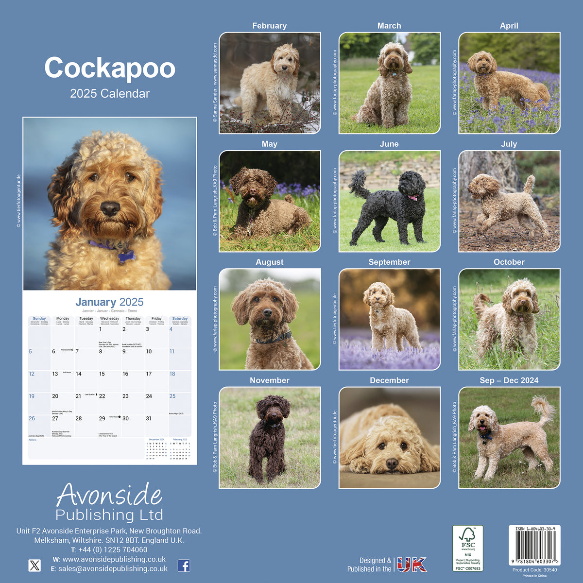 Cockapoo Calendar 2025 – Avonside Publishing Ltd