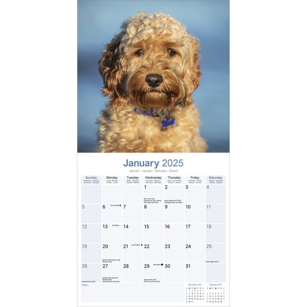 Cockapoo Calendar 2025