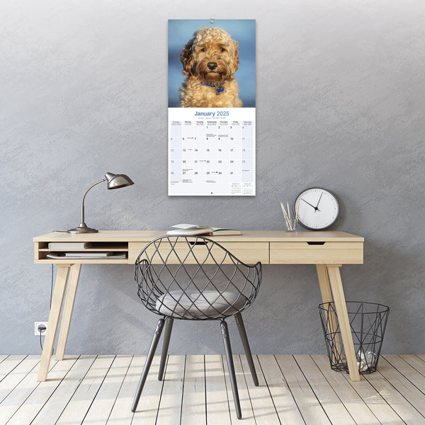 Cockapoo Calendar 2025