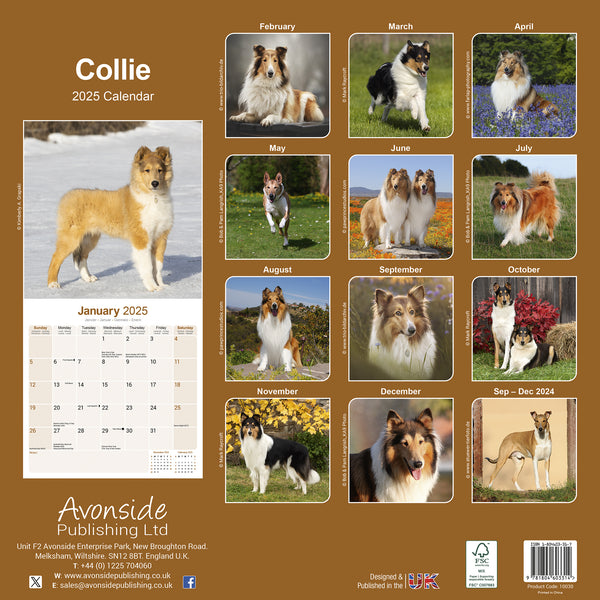 Collie Calendar 2025