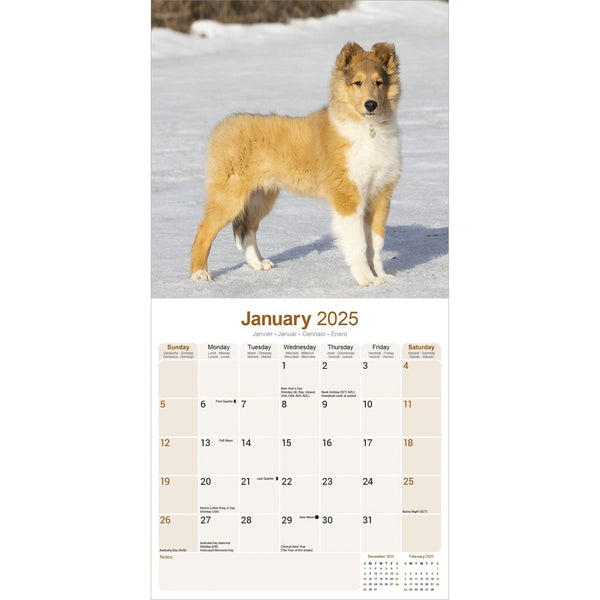 Collie Calendar 2025