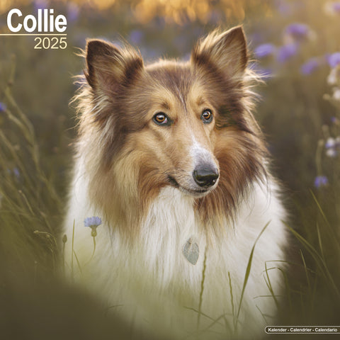 Collie Calendar 2025