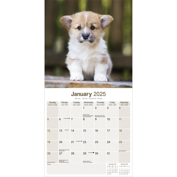 Corgi Calendar 2025