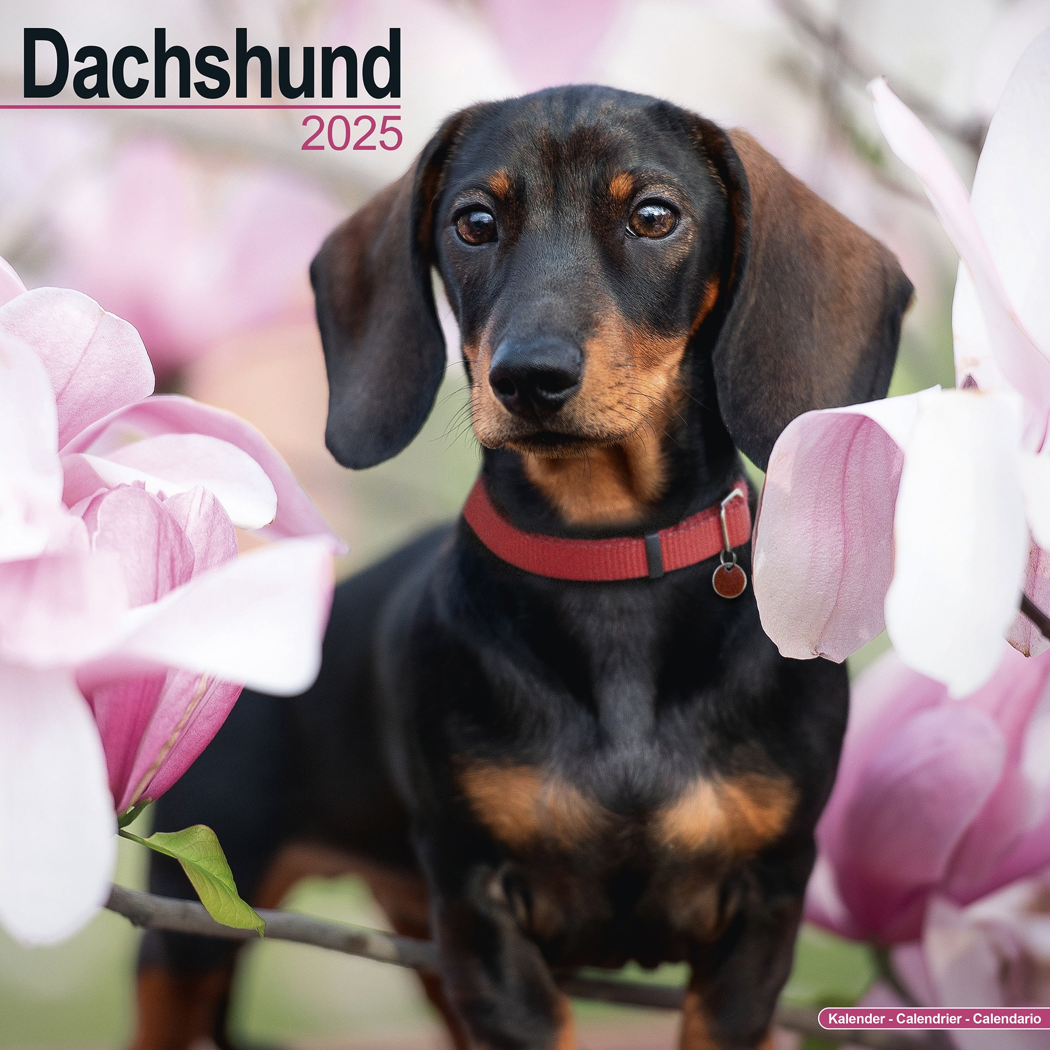 Dachshund Calendar 2025 Avonside Publishing Ltd