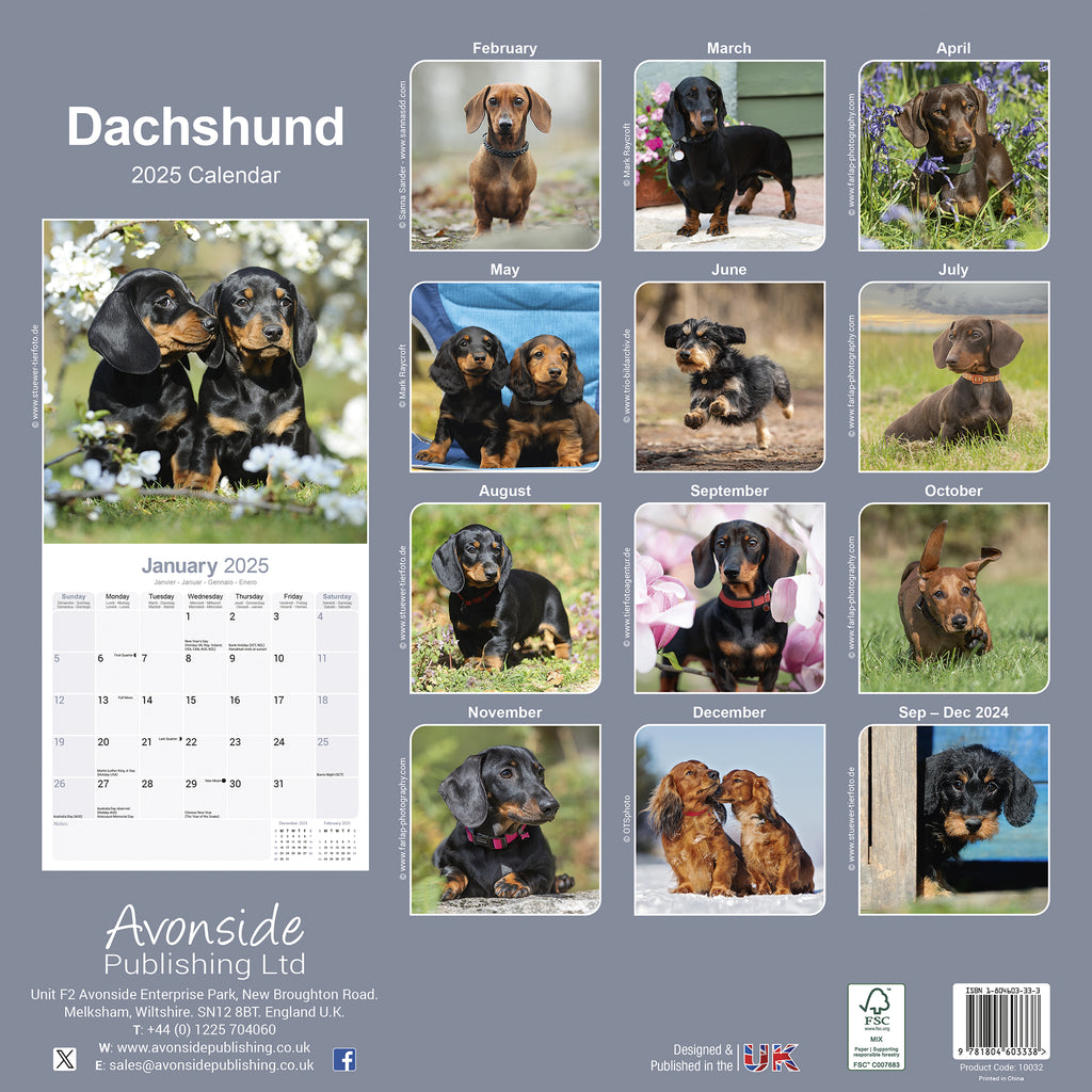 Dachshund Calendar 2025 Avonside Publishing Ltd