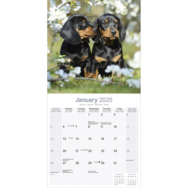 Dachshund Calendar 2025