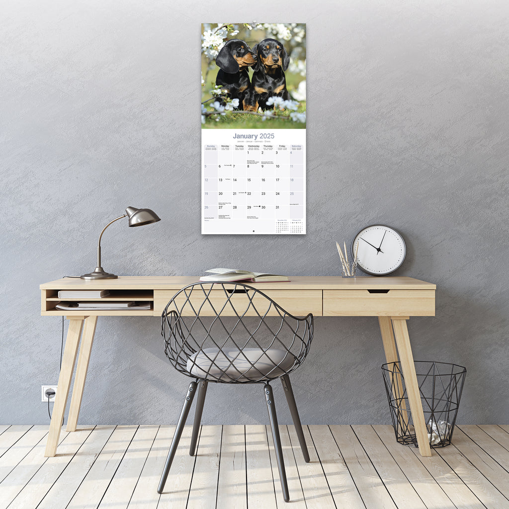 Dachshund Calendar 2025 Avonside Publishing Ltd