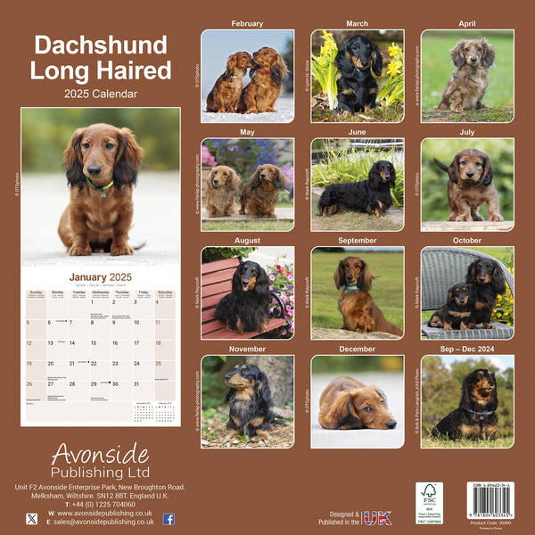 Longhaired Dachshund Calendar 2025