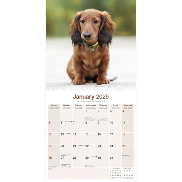 Longhaired Dachshund Calendar 2025