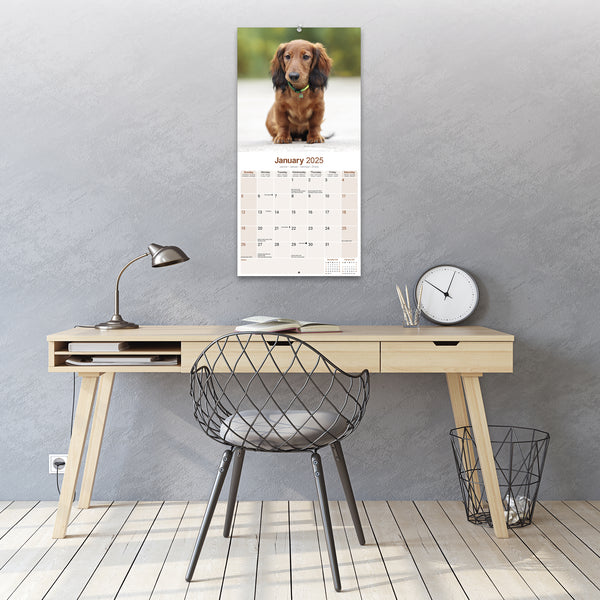 Longhaired Dachshund Calendar 2025