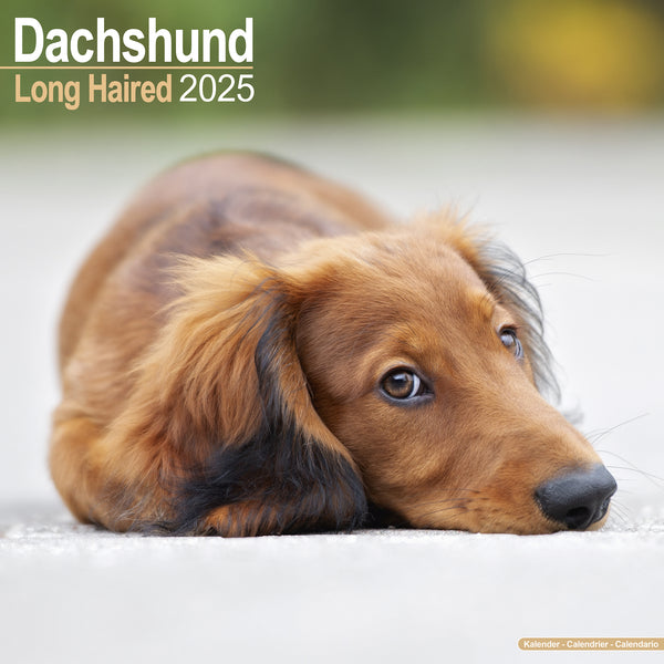 Longhaired Dachshund Calendar 2025