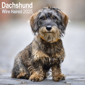 Wirehaired Dachshund Calendar 2025