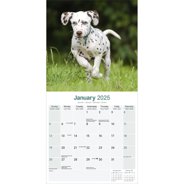 Dalmatian Calendar 2025