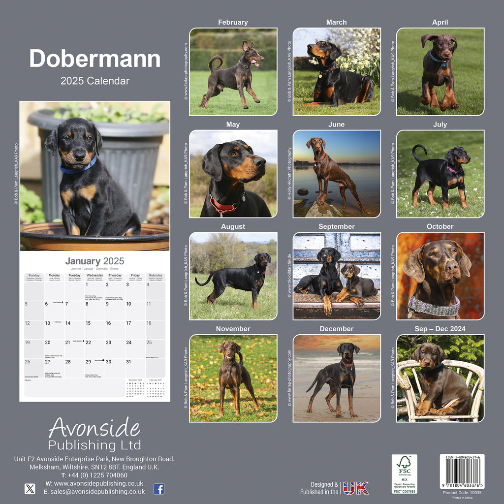 Dobermann Calendar 2025 Avonside Publishing Ltd