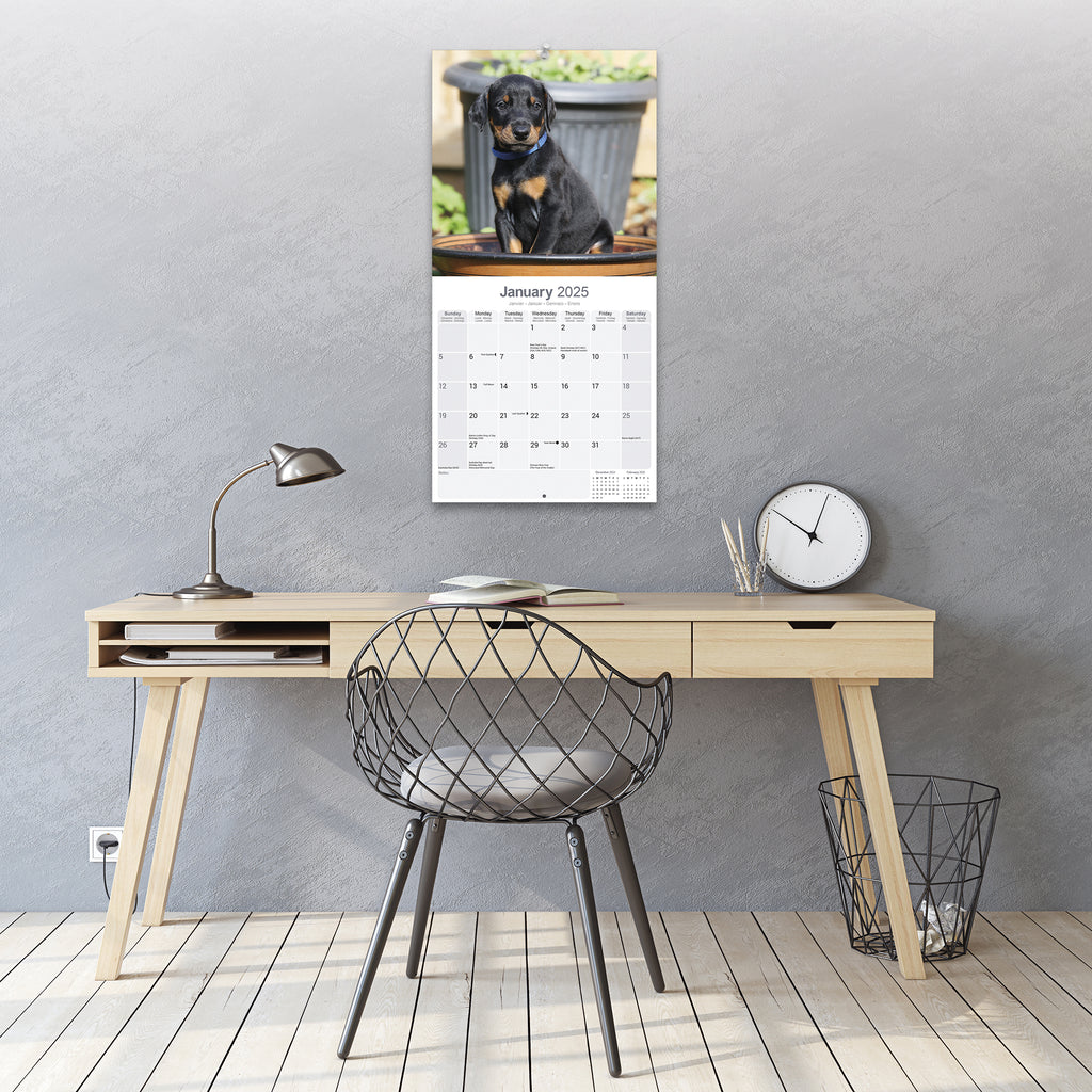 Dobermann Calendar 2025 Avonside Publishing Ltd