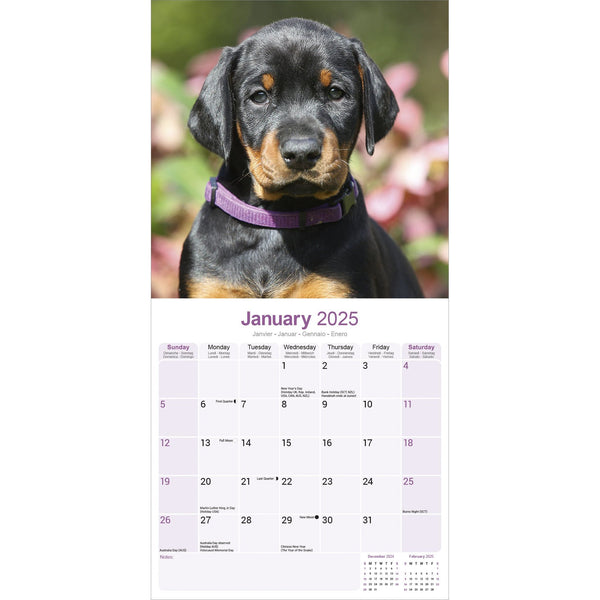 Doberman (US) Calendar 2025