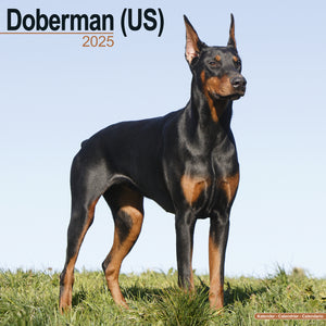 Doberman (US) Calendar 2025