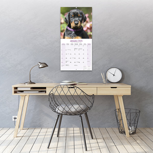 Doberman (US) Calendar 2025