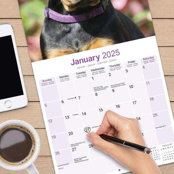 Doberman (US) Calendar 2025