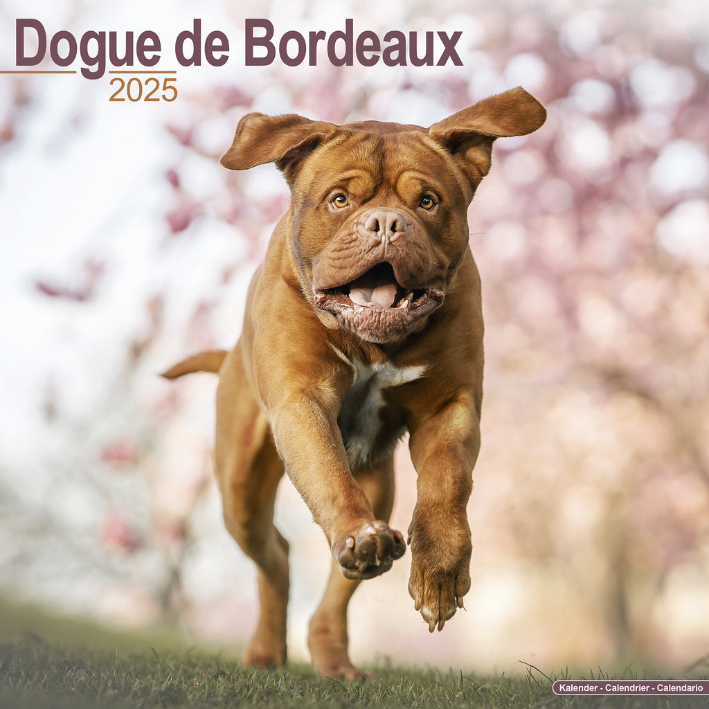 Dogue de Bordeaux Calendar 2025 Avonside Publishing Ltd