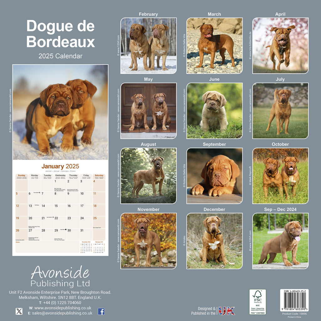 Dogue de Bordeaux Calendar 2025 Avonside Publishing Ltd