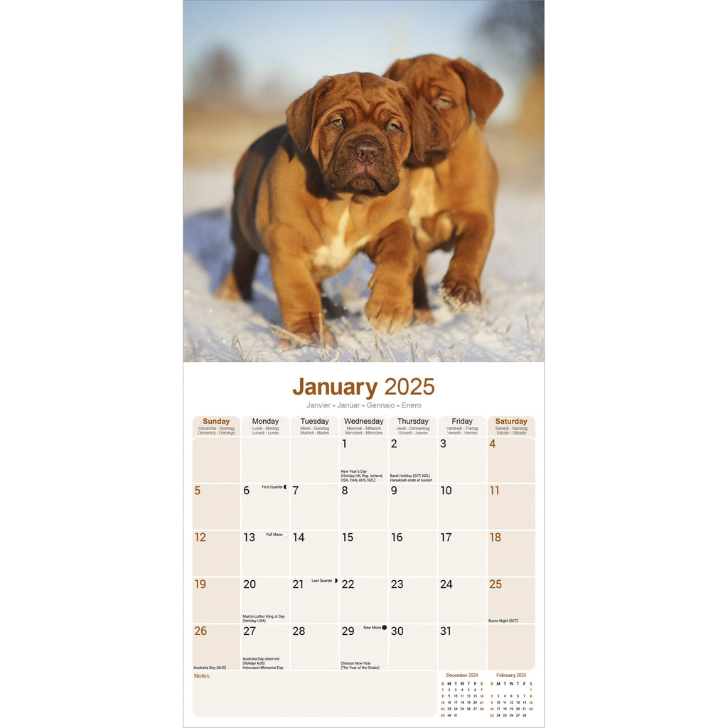 Dogue de Bordeaux Calendar 2025 Avonside Publishing Ltd