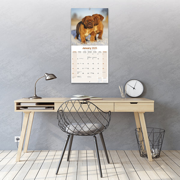 Dogue de Bordeaux Calendar 2025