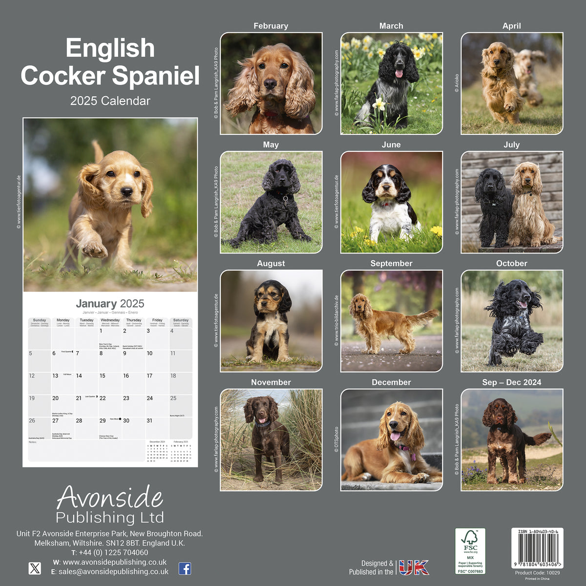 English Cocker Spaniel Calendar 2025 – Avonside Publishing Ltd