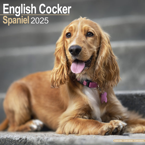 English Cocker Spaniel Calendar 2025