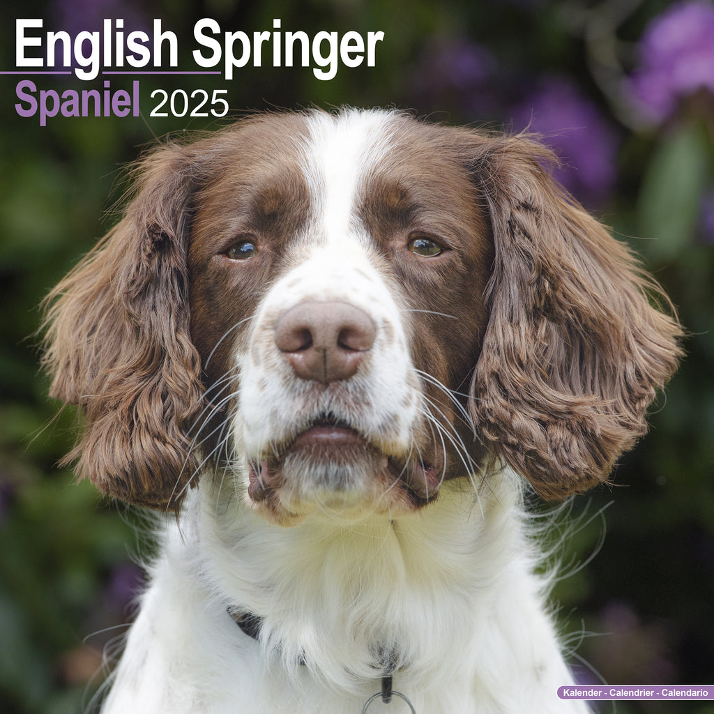 English Springer Spaniel Calendar 2025 Avonside Publishing Ltd