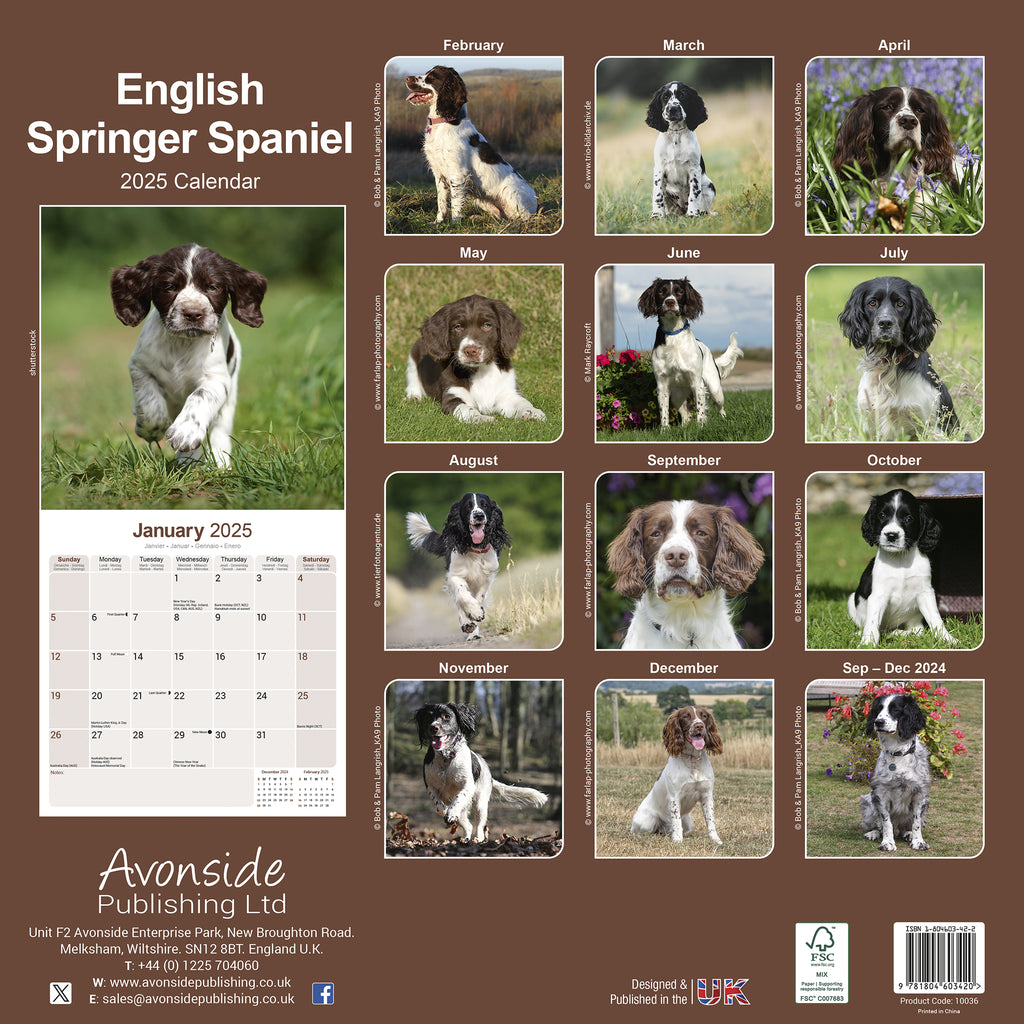 English Springer Spaniel Calendar 2025 Avonside Publishing Ltd Springer Spaniel Calendar 2025 Uk