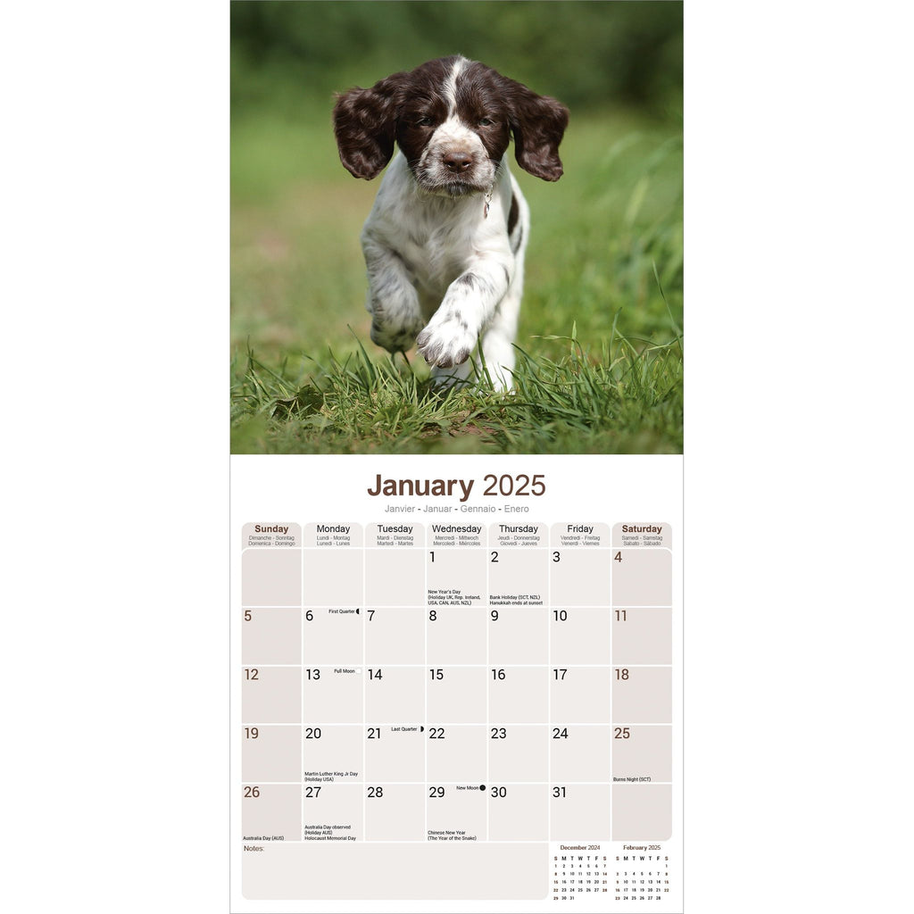 English Springer Spaniel Calendar 2025 Avonside Publishing Ltd Springer Spaniel Calendar 2025 Uk