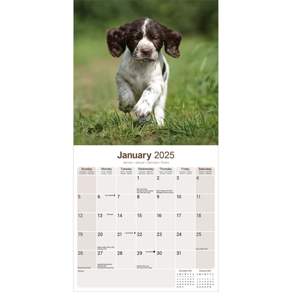 English Springer Spaniel Calendar 2025