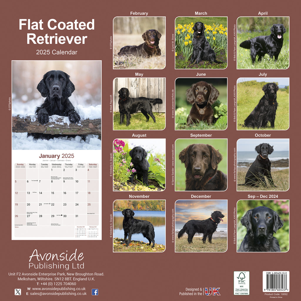 Flat Coated Retriever Calendar 2025 Avonside Publishing Ltd