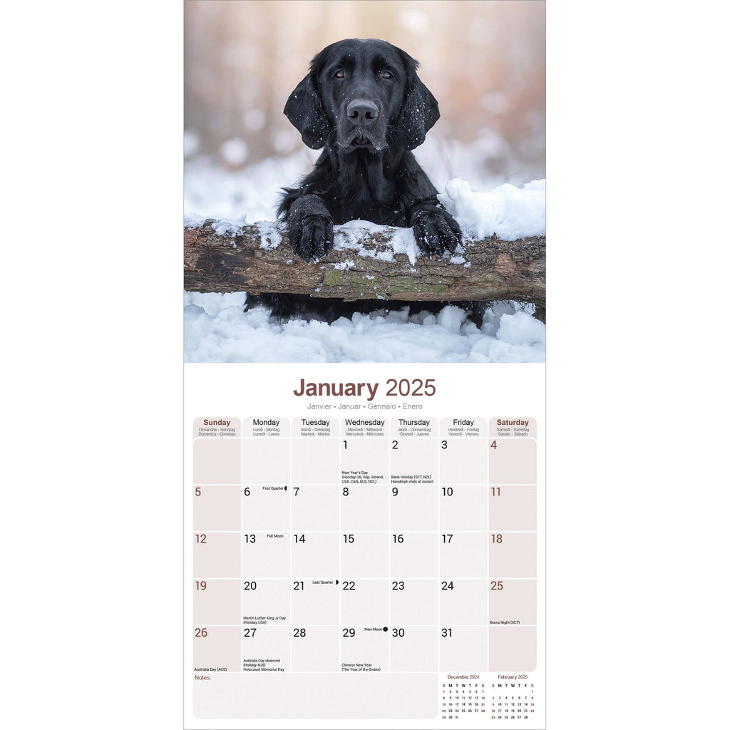 Flat Coated Retriever Calendar 2025 Avonside Publishing Ltd