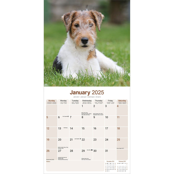 Fox Terrier Calendar 2025