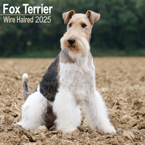 Wirehaired Fox Terrier Calendar 2025