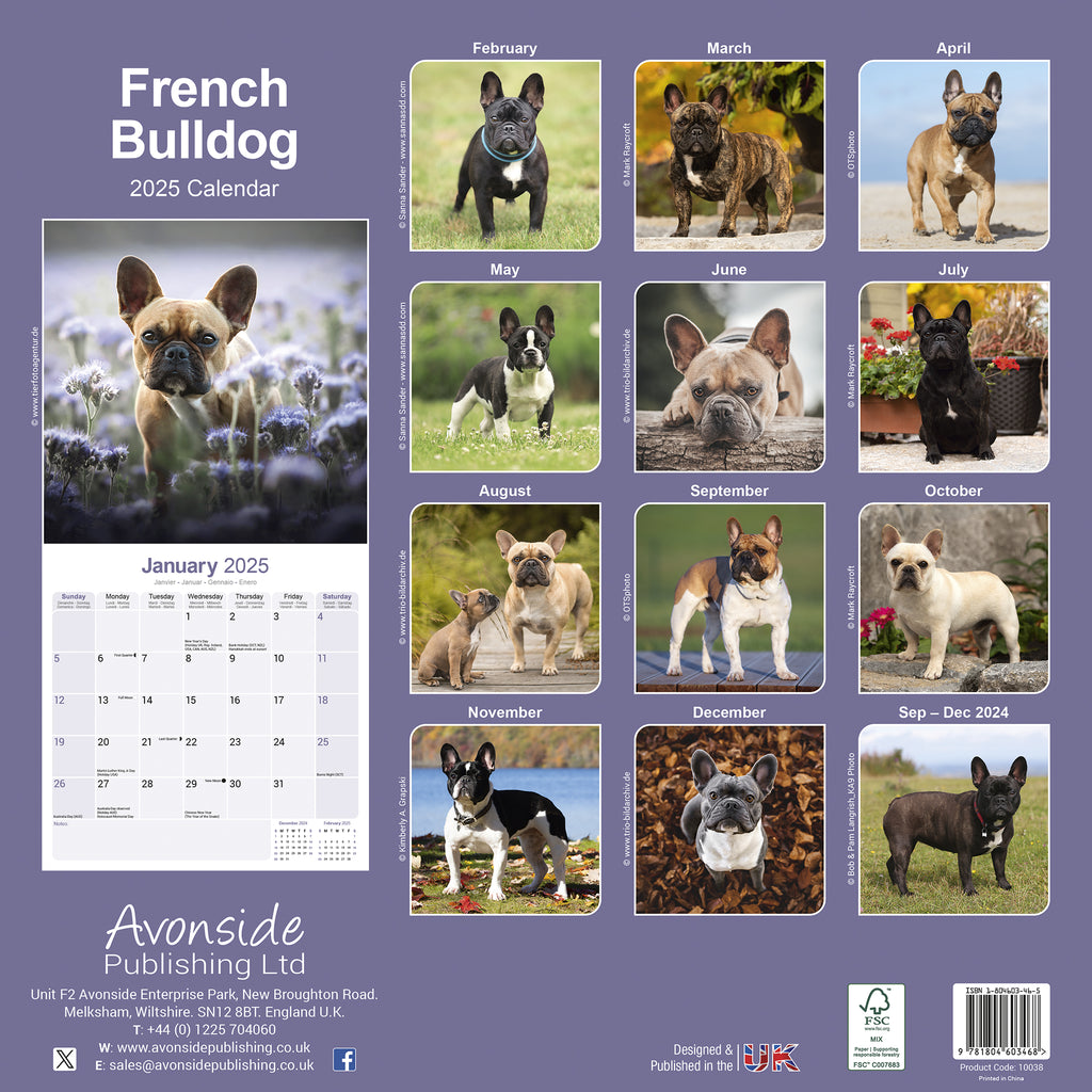 French Bulldog Desk Calendar 2025