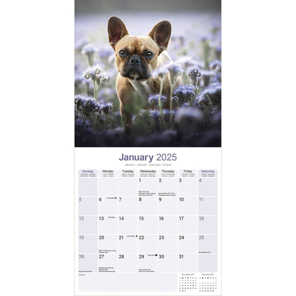 French Bulldog Calendar 2025