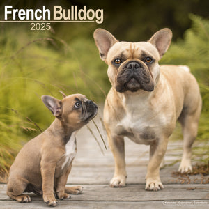 French Bulldog Calendar 2025