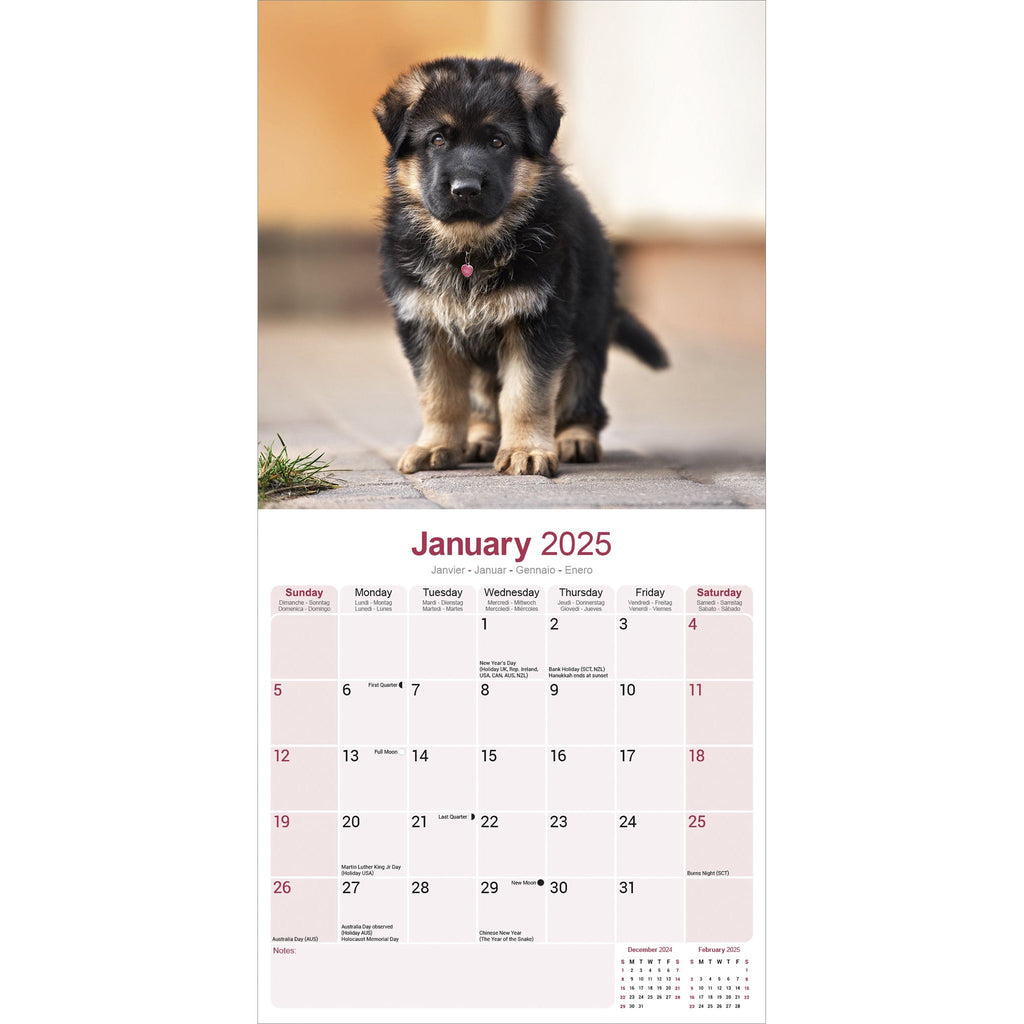 German Shepherd Calendar 2025 Avonside Publishing Ltd