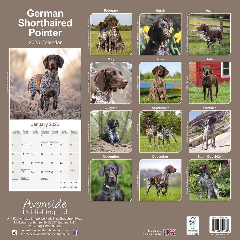 German Short Haired Pointer Calendar 2025 Avonside Publishing Ltd