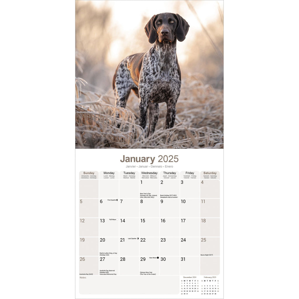 German Short Haired Pointer Calendar 2025 Avonside Publishing Ltd