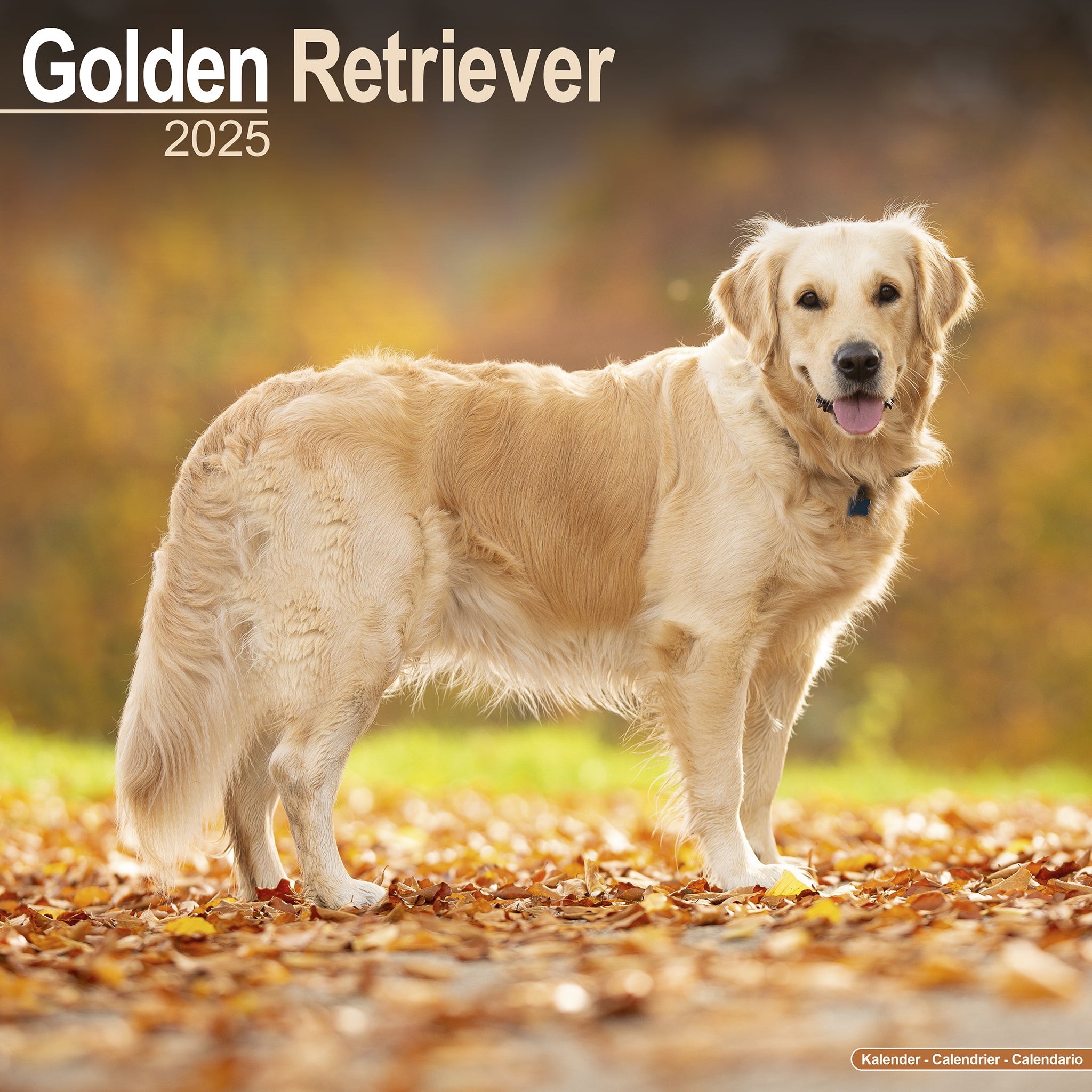 Golden Retriever Calendar 2025